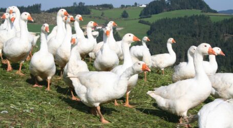 Steirische Weidegänse rege nachgefragt