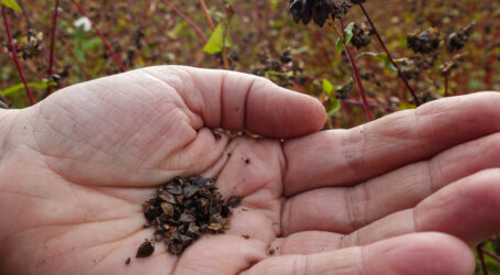 Neues EU-Saatgutrecht nimmt Hürde