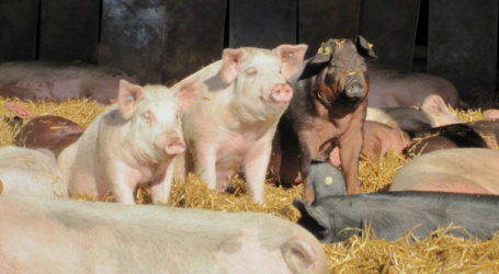 Merkblatt Ebermast im Biobetrieb