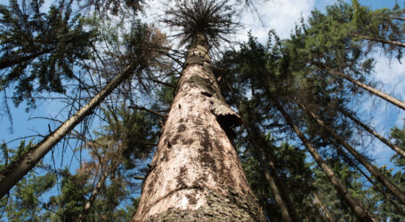 Borkenkäferbefall im Süden kritisch