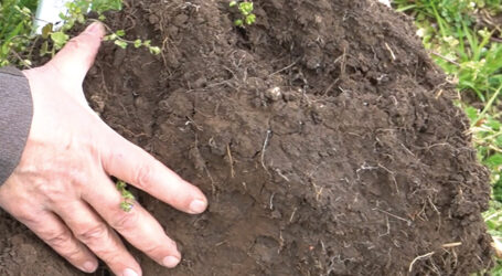 Bodenprobenkurs im Wein- und Obstbau