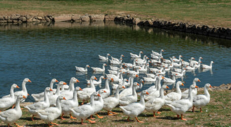 Geweidete Gänse gerne gegessen