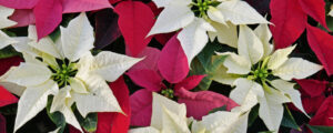 Nützlinge schützen „Poinsettien“