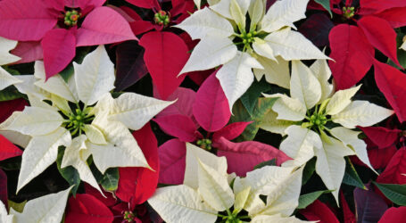 Nützlinge schützen „Poinsettien“