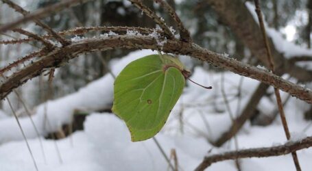 ÖKL-Webinare speziell adventgemäß