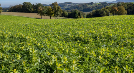 ÖKL-Webinar über Einarbeitungstechniken