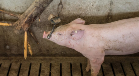 Vollspaltenböden: Gericht lehnt ab