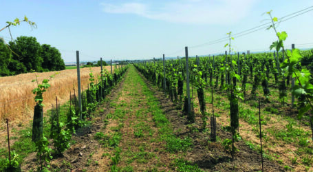 Bodenproben im Wein- und Obstbau – Seminar