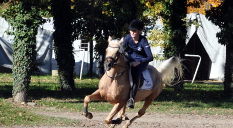 Pferdetagung lockt ins Ennstal