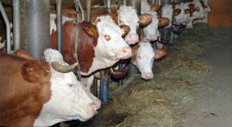 „Froh, liefern zu dürfen“