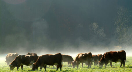 Viehhaltung weiter auf Rückzug