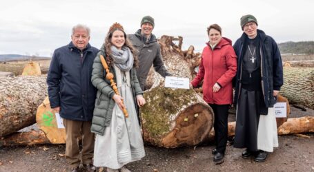 Eiche und Nuss am begehrtesten