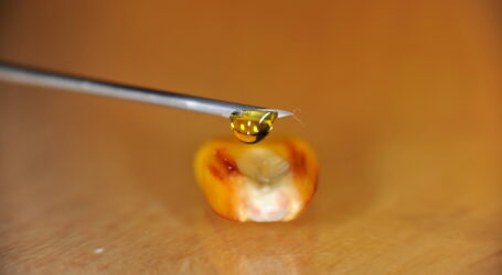 Salatpatent ante portas