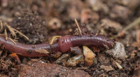 Weit verbreitet, doch gut versteckt