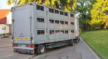Weiterer Rückgang deutscher Fleischerzeugung