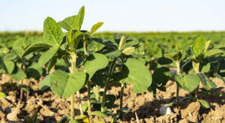 Alles über Hülsenfrüchte im Legume Hub