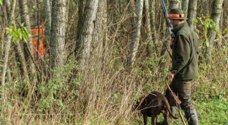 Wolfsschutz in Bewegung