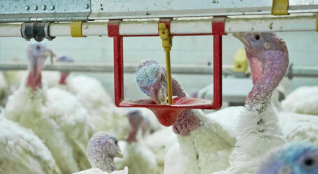 BB-Plan pro Putenproduktion