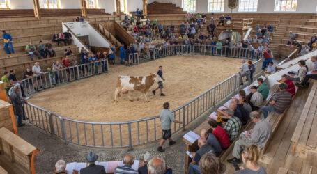 Ab-Hof Zuchtviehpreis unter Auktionspreis