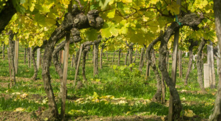 Bioweinbauseminar zu Kupfer und Klima