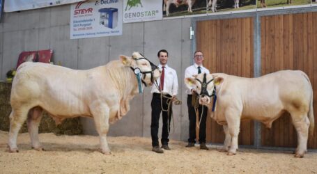 4. Genostar Fleischrindertag in Berglandhalle