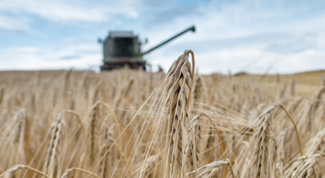 Balaya – Wellness fürs Getreide, Entspannung für Sie!