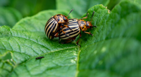 20. Schlägler Biogespräche