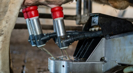 Melkroboter immer beliebter