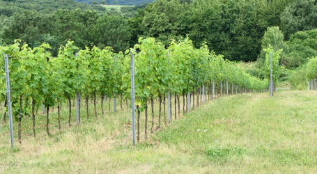 ÖKL-Naturvielfalt und Praxistag Bioweinbau