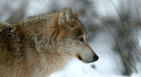 Abschuss von zweitem Wolf in OÖ