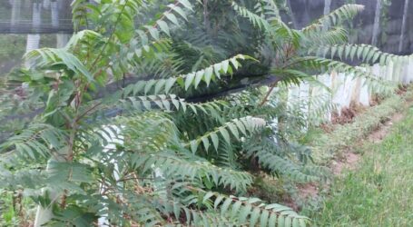 Hilfe gegen Problem-Baumart