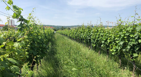 ÖKL-Kurse für Begrünung im Obst- und Weinbau