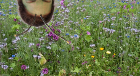 Interaktives ÖKL-Webinar Biodiv Escape