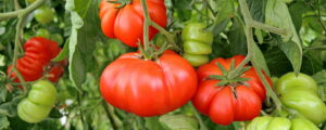 Patente blockieren Tomatenzüchtung