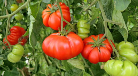 Patente blockieren Tomatenzüchtung