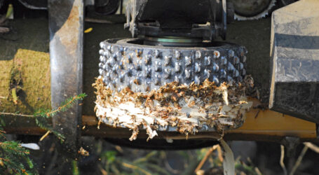 Mehr Besucher bei FORST live & Jagd