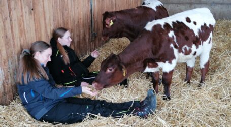 Zwei Pinzgauerinnen zogen um
