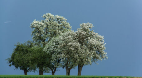 Es blüht der Tag der Streuobstwiese