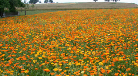 Blockiert Euroseeds Bauernrechte?