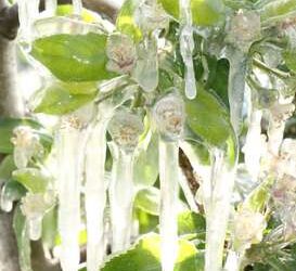 Spätfrostschaden im Obst- und Weinbau