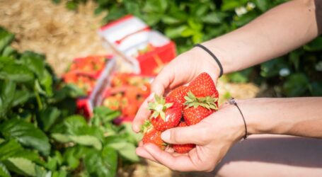 Endlich einheimische Erdbeeren einkaufen