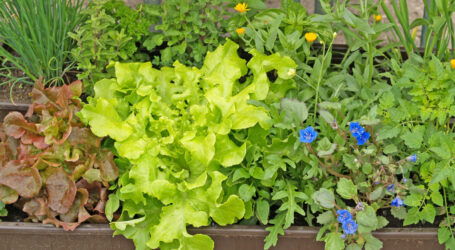 Beschwerde gegen Entscheidung über Salatpatent