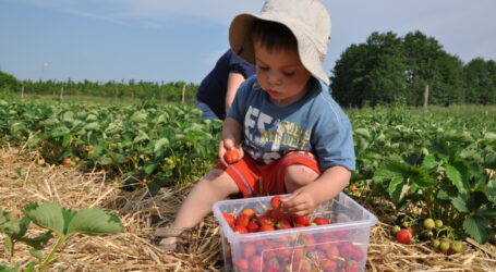 Früh-Erdbeeren aus dem Burgenland
