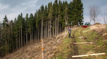 Aufgestockter Waldfonds unterstützt Forstumbau