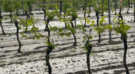 Millionenschaden im Burgenland