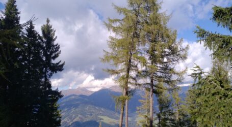 UBV fordert Stopp der EUDR