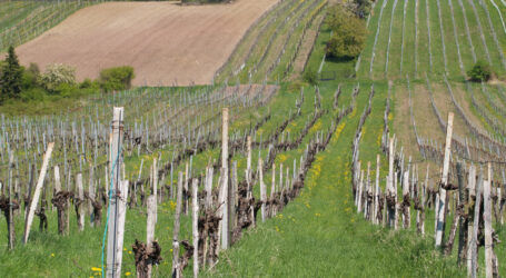 Geschützter Ursprung im Wiener Weinbau