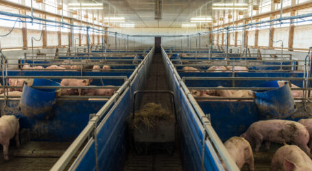 Clinch unter Landsleuten wegen Schweinehaltung