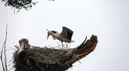 Austrian Birdrace mit Rekorden