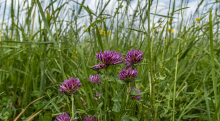 Beinahe eine Viertelmillion Hektar für Biodiversität reserviert
